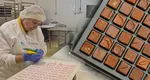 Fabrica românească de marțipan și ciocolată care produce doar pentru export. Are 70 de angajați și face peste 4.000 de sortimente