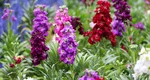 Cea mai frumoasă floare care se plantează iarna, are un parfum deosebit și oferă o pată de culoare oricărei locuințe