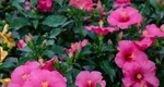 Trandafirul japonez (Hibiscus): Șapte sfaturi pentru a crește o plantă frumoasă și sănătoasă