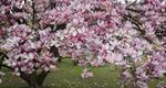 Trucul care face ca magnolia să înflorească spectaculos primăvara. Pașii pe care trebuie să-i urmezi