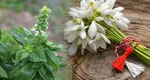 Planta sfântă pe care e bine s-o ai în casă în luna martie. Alungă ghinionul și atrage prosperitatea și iubirea