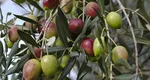 TEST – Fructe sau legume? Tu știi ce mănânci?