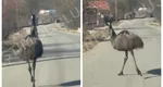 VIDEO Păsări exotice în mijlocul drumului, în Cluj. Un internaut a fost șocat când a văzut două păsări Emu nestingherite