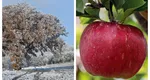 Ce trebuie să faci în luna februarie ca să ai pomi roditori. Este bine în special pentru meri și peri
