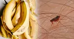 Trucul cu coji de banane care te scapă de purici. Puțini știu cum să scape de săltăreții nedoriți