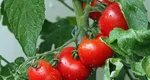 Programul Tomata 2025. Anunțul de ultimă oră făcut de ministrul Agriculturii: ”Schimbăm sistemul de finanțare”