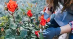 Momentul ideal pentru a tăia tufele de trandafiri. Tot ce trebuie să știi pentru a te bucura de flori superbe la vară