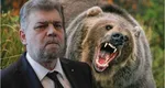 Marcel Ciolacu cere măsuri urgente după ce șeful salvamont Predeal a fost atacat de urs: ”Viața românilor este mai importantă decât orice!”