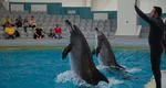 VIDEO A murit Chen Chen, unul dintre cei mai iubiți delfini de la Delfinariul Constanța. Mesajul de adio sfâșietor al antrenorului: ”Îți mulțumesc pentru toți anii petrecuți împreună! O să-mi lipsești”