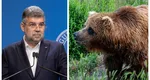 Ciolacu, după ce șeful Salvamont Predeal a fost atacat de un urs: ”Trebuie să începem rapid inclusiv montarea, în zonele de risc, a unor garduri electrice”