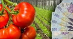 Programul Tomata 2025. Noi reguli pentru subvenția de 1.500 de euro/1.000 mp de solar sau seră