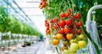 Distanța perfectă pentru plantarea roșiilor. Mici secrete pentru recolta ta bogată