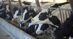 Bani pentru fermieri! În ce condiții se acordă sprijinul financiar și ce scop are