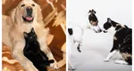 Anunț de ultimă oră pentru proprietarii de animale. Se schimbă legea!