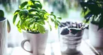Planta care nu trebuie să-ți lipsească din casă în luna martie. Aduce noroc și prosperitate