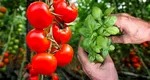 Plantează busuioc între rândurile de roșii. Le îmbunătățește aroma și le apără de dăunători