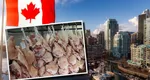 Canada reacționează la tarifele impuse de Donald Trump. Importurile de carne de porc de la cea mai mare unitate din SUA au fost blocate
