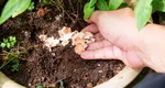 De ce să pui coji de ouă la rădăcina florilor. Trucul grădinarilor pricepuți pentru flori frumoase și sănătoase