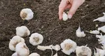 Cum plantezi corect usturoiul primăvara pentru o recoltă bogată