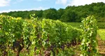 La ce distanță se plantează vița-de-vie primăvara. Secretul din bătrâni pentru o recoltă bogată de struguri la toamnă