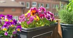 Florile care schimbă total aspectul casei. Trebuie să le plantezi primăvara pentru a te bucura de parfumul și frumusețea lor