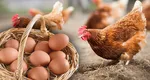Criză de ouă în SUA. Americanii au ajuns să închirieze găini, preţul este incredibil!
