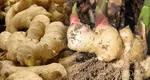 Cum să crești ghimbir la tine acasă, în grădină sau ghiveci. Cultivarea acestuia este mai simplă decât ai crede