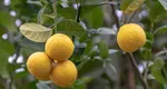 Cum să păstrezi lămâile timp de trei luni. Trucurile geniale care te ajută să te bucuri de fructe proaspete mai mult timp