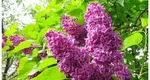 Cea mai bună perioadă în care să plantați liliacul, pentru ca grădina să miroasă parfumat tot sezonul cald