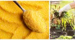 Alimentul de bază care poate fi folosit pe post de erbicid în grădină. Nici nu bănuiești ce ușor poți să scapi de buruieni