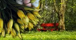 PROGNOZA METEO. Duşuri reci, vremea suferă oscilaţii de la o zi la alta. Aversele nu ocolesc Bucureştiul