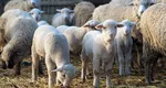 ANSVSA, sprijin pentru crescătorii de animale, în contextul restricțiilor impuse de focarul de pestă a micilor rumegătoare