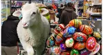 Măsura ANSVSA care aruncă în aer preţul cotletului de miel de Paşte 2025