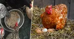 Ingredientul-minune pe care trebuie să-l pui în mâncarea găinilor ca să facă mai multe ouă. Producția de ouă poate crește cu până la 15%
