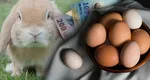 Se anunță un Paște mai scump ca niciodată pentru români! Prețurile la ouă au explodat din cauza gripei aviare