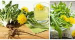Detoxul de primăvară. 5 rețete pe bază de păpădie pentru un corp revitalizat