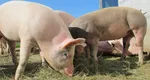 Amenzi uriașe pentru românii care cresc porci în propria curte. Se schimbă legea!