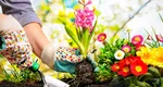 Florile cu bulbi care trebuie plantate în luna martie. Pregătește-te pentru o grădină plină de culoare la vară