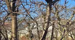 Trebuie neapărat să faci asta pomilor. Mai ai doar câteva zile ca să salvezi producția de fructe