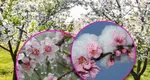 Cum protejezi pomii fructiferi de ger în zilele cu temperaturi scăzute