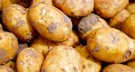 Cât costă kilogramul de cartofi noi românești în piețe. Sunt de trei ori mai scumpi decât cartofii vechi