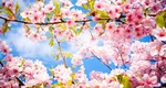 PROGNOZA METEO. Cum va fi vremea în această primăvară în România după a doua cea mai fierbinte iarnă din istorie în Europa