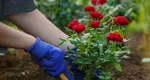 Aceste plante NU ar trebui să crească niciodată lângă trandafiri! Iată de ce