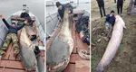 RECORD Somn uriaş, de aproape 3 metri şi 137 de kilograme prins pe Dunăre. Este visul oricărui pescar VIDEO