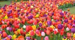 Ce trebuie să faci cu bulbii lalelelor după ce se scutură florile. Secretele cunoscute de bunicile noastre