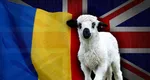 Mielul de Paște, mai ieftin în Anglia decât în România. Cât costă în supermarketurile din țara noastră