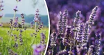 Trucuri pentru ca lavanda să crească frumos la tine în grădină. Secretul dezvăluit de grădinarii cu experiență