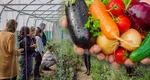 Bani de la stat pentru o anumită categorie de agricultori. Ce condiții trebuie să îndeplinească pentru a beneficia de până la 50.000 de euro