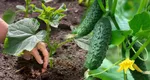 Cum se plantează corect castraveții pentru a avea o recoltă bogată. Trucul simplu folosit de agricultorii cu experiență