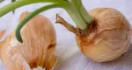 Când se plantează ceapa – o legumă esențială în orice bucătărie